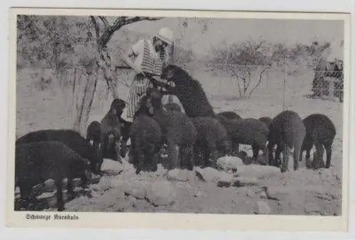 49734 Ak Deutsch Südwest Afrika DSWA schwarze Karakuls