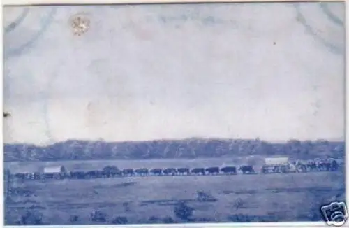 21320 Ak DSWA Ochsenwagen Proviant Transport um 1905
