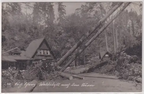 96336 Foto Ak Sächsische Schweiz Waldidyll nach dem Sturm um 1930