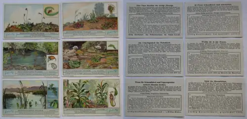 Liebigbilder Serie Nr. 1025 Insektenfressende Pflanzen Jahrgang 1932 (4/165843)