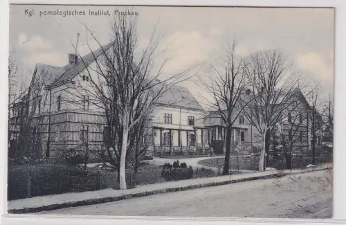 48325 Ak Proskau (polnisch Prószków) kgl.pomologisches Institut 1906