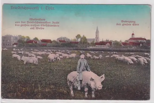 64236 Feldpost Ak Friedrichswerth in Thüringen Weide des weißen Edelschwein 1915