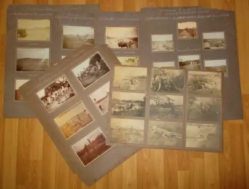 42 Fotos Kilimanjaro HLG Zebra Gestüt Trakehnen Mount Meru DOA um 1900 (168157)