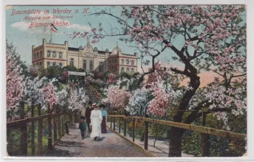 20729 Ak Baumblüte Werder a.H. Aufgang zum Restaurant Bismarckhöhe 1912