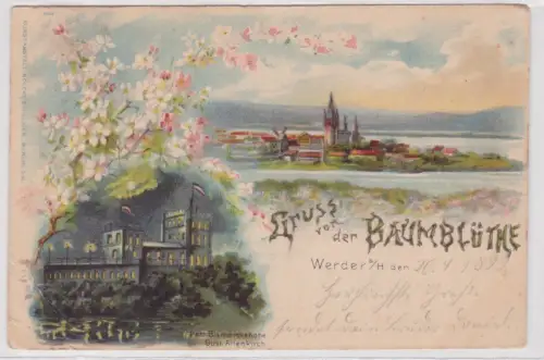 43199 Ak Gruss von der Baumblüte Werder a.H. - Bismarckhöhe 1899