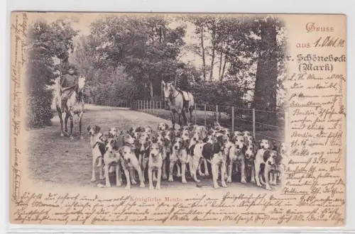 36837 Ak Gruss aus Schönebeck (Mark) Königliche Meute 1900