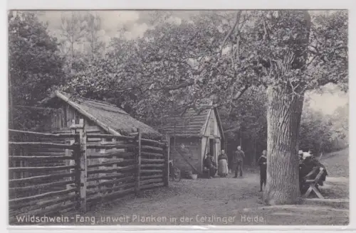 902096 Ak Letzlinger Heide Wildschwein-Fang unweit Planken 1909