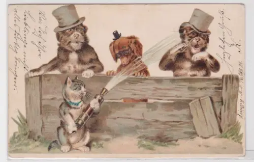 31430 geprägte Künstler Ak vermenschlichte Tiere, Katze ärgert Hunde 1901