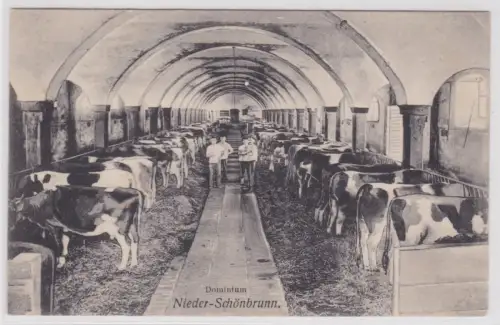 74966 Ak Dominium Nieder-Schönbrunn Viehzucht Kuhstall um 1920