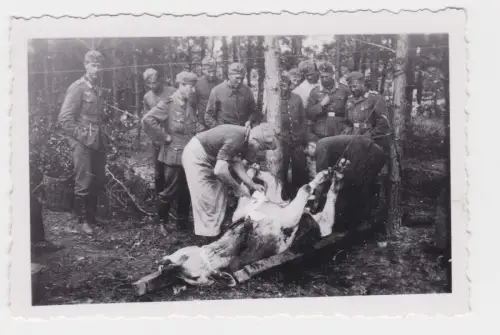 34699 Original Foto Deutsche Soldaten schlachten Kuh im Wald im 2.Weltkrieg