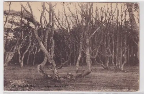 909518 Ak Ostseebad Müritz "Gespensterwald" Verlag Joh. Tegge, Müritz um 1930