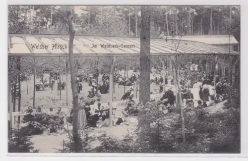 909160 Ak Weisser Hirsch - im Waldpark-Concert um 1915