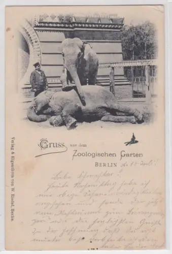 34641 Ak Gruss aus dem Zoologischen Garten Berlin 1898