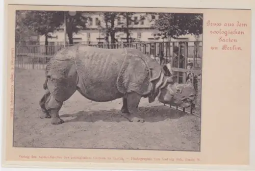 46543 Ak Gruss aus dem zoologischen Garten zu Berlin. um 1940