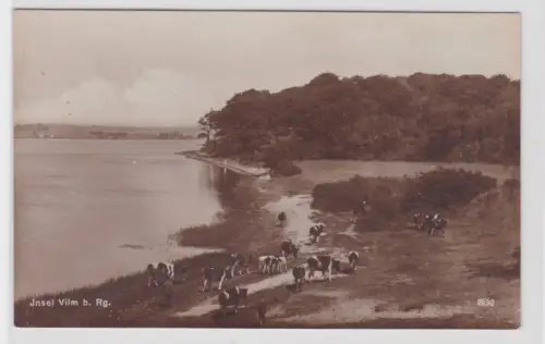 909367 Ak Insel Vilm beí Rügen Kuhherde um 1930