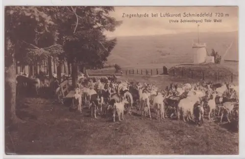 910671 AK Ziegenherde bei Luftkurort Schmiedefeld Thür. Wald 1929