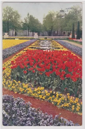 909783 Ak Jubiläums-Gartenbau-Ausstellung Dresden 1926 Frühlingsblumen