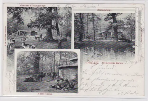 909994 Ak Leipzig ZOO mit Hirsch- und Bisongehege und Kamelhaus 1902