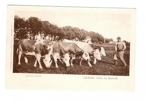 AK Oberfranken Bayreuth Ländliches Leben Kühe auf der Weide Landwirtschaft