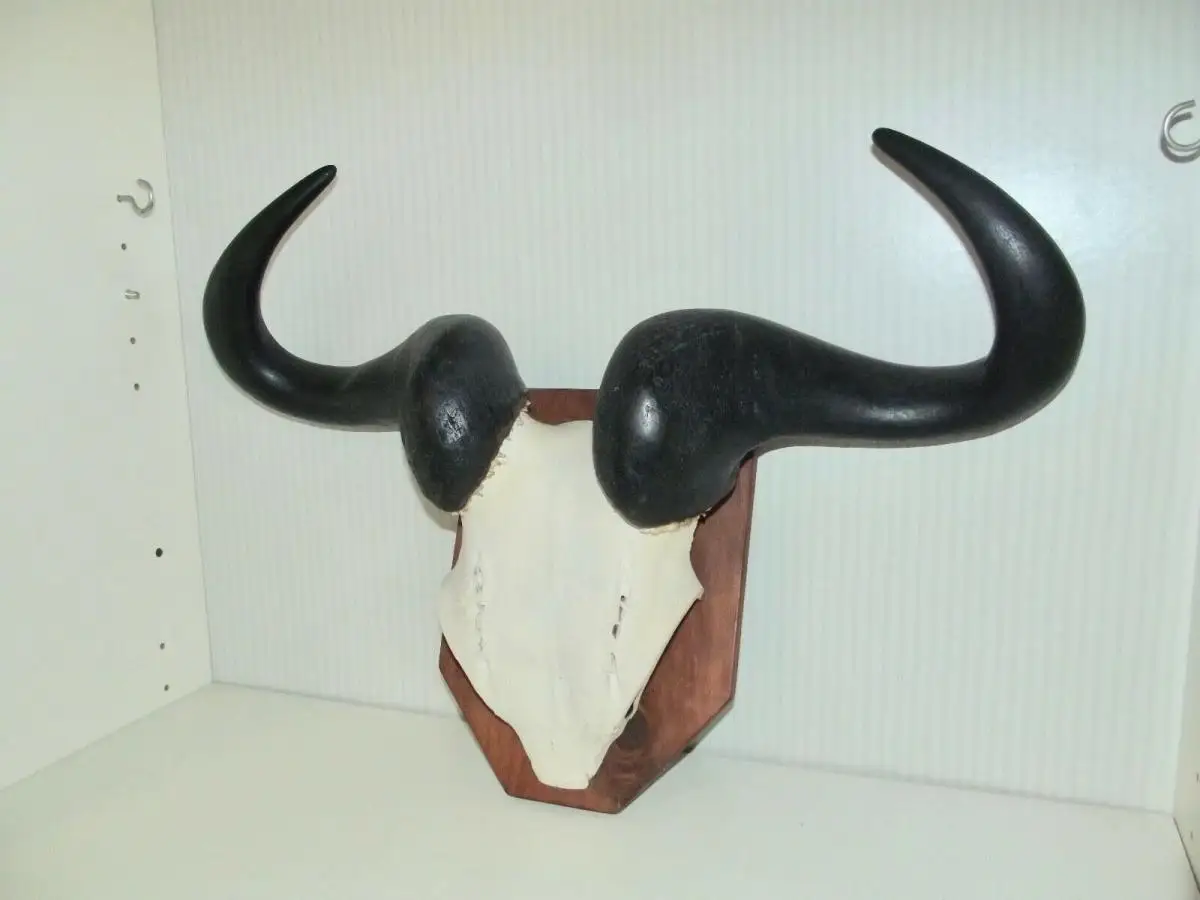 Gnu Streifengnu Büffel Geweih Gehörn Trophäe Hörner Afrika Kapital groß 0