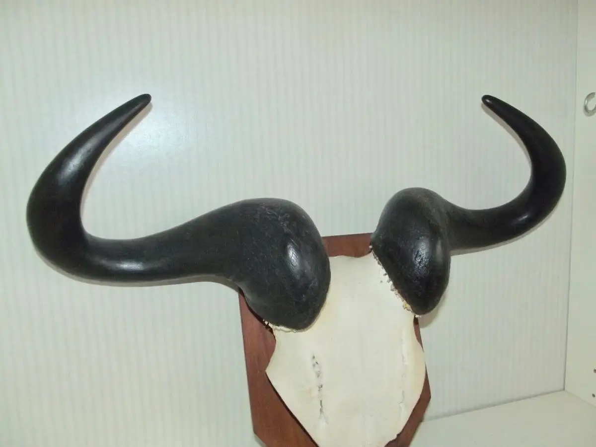 Gnu Streifengnu Büffel Geweih Gehörn Trophäe Hörner Afrika Kapital groß 4