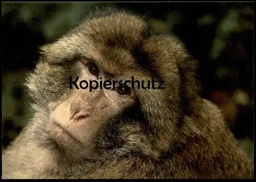 POSTKARTE BERBERAFFE MAKAKEN AFFE barbary ape magot monkey macaque Tier animal Ansichtskarte AK cpa postcard