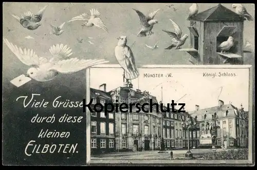 ALTE POSTKARTE MÜNSTER SCHLOSS VIELE GRÜSSE KLEINE EILBOTEN BRIEFTAUBE FANTASIE Taube pigeon voyageur carrier pigeon