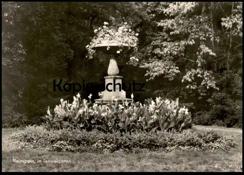 ÄLTERE POSTKARTE NEURUPPIN IM TEMPELGARTEN Garten botanic garden jardin botanique flowers fleurs Ansichtskarte postcard