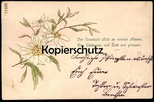 ALTE PRÄGE POSTKARTE EDELWEISS 1901 DER UNSCHULD BILD Pflanze flower embossed postcard cpa gauffrée Ansichtskarte