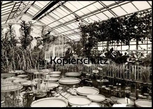 ÄLTERE POSTKARTE BOTANISCHER GARTEN JENA VICTORIA-HAUS 1978 SEEROSE nénufar water lily Botanik Pflanzen botany garden AK