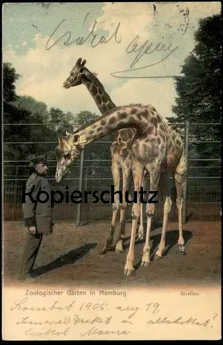 ALTE POSTKARTE ZOO HAMBURG GIRAFFE GIRAFFEN NETZGIRAFFE girafe Tierpark Garden jardin zoologique postcard Ansichtskarte