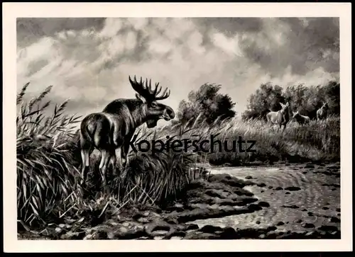 ÄLTERE POSTKARTE ELCH FRIEDRICH REIMANN ZEULENRODA elk moose élan brocard orignal cpa postcard AK Ansichtskarte