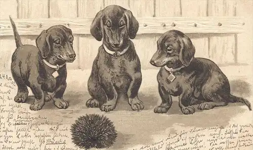 ALTE PRÄGE POSTKARTE DACKEL & IGEL teckel basset dachshund Humor humour dog hedgehog hérisson embossed postcard gauffrée