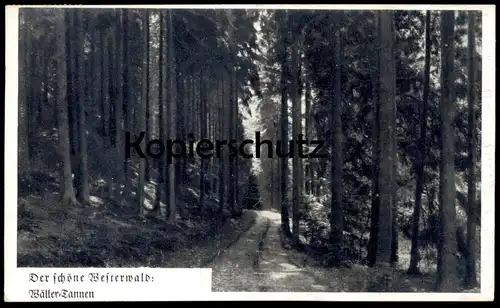 ÄLTERE POSTKARTE WÄLLER-TANNEN DER SCHÖNE WESTERWALD LANDPOSTSTEMPEL ALTENHOFEN 22b über Asbach Kreis Neuwied AK cpa