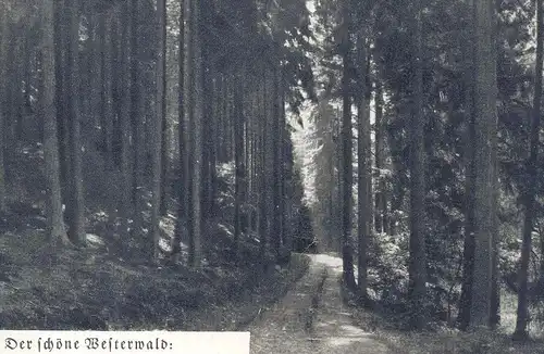 ÄLTERE POSTKARTE WÄLLER-TANNEN DER SCHÖNE WESTERWALD LANDPOSTSTEMPEL ALTENHOFEN 22b über Asbach Kreis Neuwied AK cpa