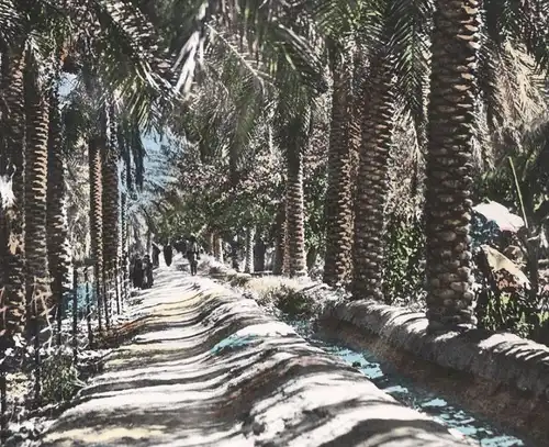 ÄLTERE POSTKARTE BASRAH DATE GROVE Basra Irak Iraq garden Garten cpa postcard AK Ansichtskarte