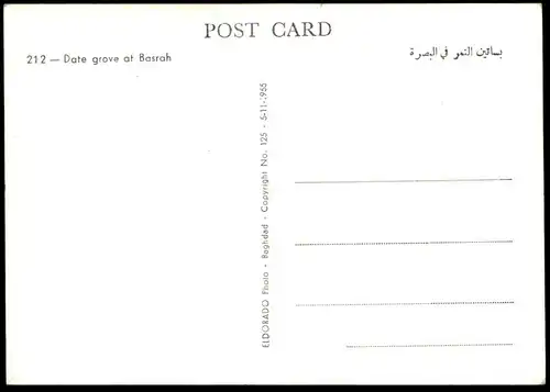 ÄLTERE POSTKARTE BASRAH DATE GROVE Basra Irak Iraq garden Garten cpa postcard AK Ansichtskarte