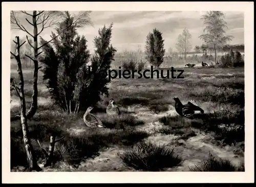 ÄLTERE POSTKARTE BIRKHAHNBALZ IN DER HEIDE FR. REIMANN ZEULENRODA BIRKHUHN petit coq de bruyère black cock Ansichtskarte