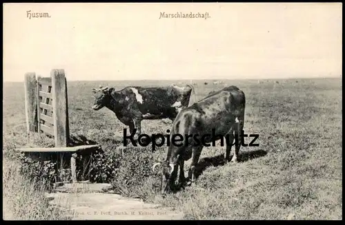 ALTE POSTKARTE HUSUM MARSCHLANDSCHAFT MARSCH LANDWIRTSCHAFT Kuh cow Kühe vache cows AK Ansichtskarte cpa postcard