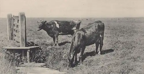 ALTE POSTKARTE HUSUM MARSCHLANDSCHAFT MARSCH LANDWIRTSCHAFT Kuh cow Kühe vache cows AK Ansichtskarte cpa postcard