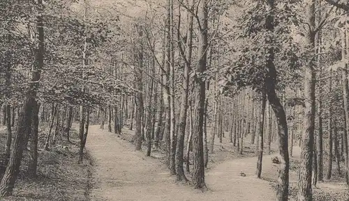 ALTE POSTKARTE BOCHUM PARTIE IM RECHENER WALD Wanderwege Bäume Ansichtskarte AK postcard cpa