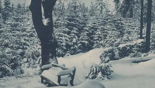 ALTE POSTKARTE HARZ IM WINTER 1917 BANK BAUM SCHNEEBEDECKT tree Winter Schnee snow hires Ansichtskarte AK cpa postcard