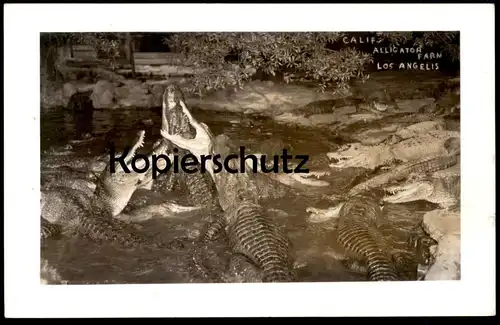 ALTE POSTKARTE CALIFORNIA ALLIGATOR FARM LOS ANGELES Crocodile Krokodile Fütterung ? postcard Ansichtskarte AK cpa