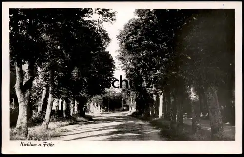 ALTE POSTKARTE NIEBLUM AUF FÖHR ALLEE alley Insel cpa postcard Ansichtskarte AK