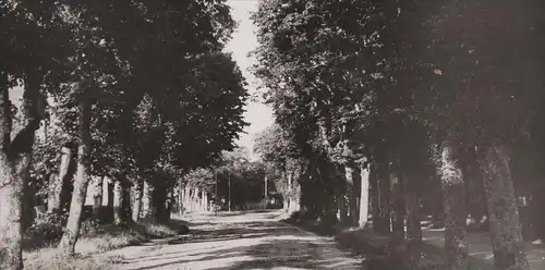 ALTE POSTKARTE NIEBLUM AUF FÖHR ALLEE alley Insel cpa postcard Ansichtskarte AK