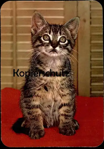 ÄLTERE POSTKARTE JUNGE KATZE young cat jeune chat Stubentiger Ansichtskarte postcard AK cpa