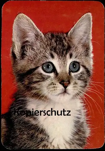 ÄLTERE POSTKARTE JUNGE KATZE young cat jeune chat Stubentiger Ansichtskarte postcard AK cpa