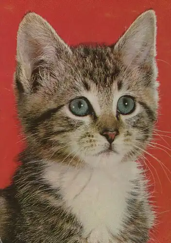 ÄLTERE POSTKARTE JUNGE KATZE young cat jeune chat Stubentiger Ansichtskarte postcard AK cpa