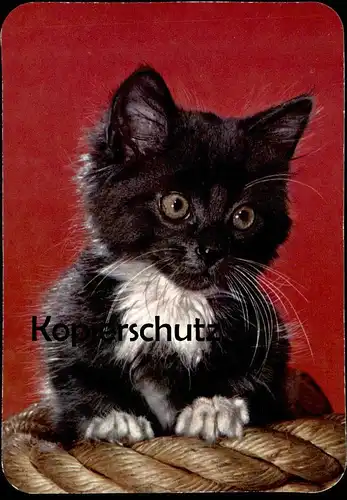 ÄLTERE POSTKARTE JUNGE SCHWARZ-WEISSE KATZE young cat jeune chat Stubentiger Ansichtskarte postcard AK cpa