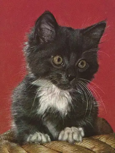 ÄLTERE POSTKARTE JUNGE SCHWARZ-WEISSE KATZE young cat jeune chat Stubentiger Ansichtskarte postcard AK cpa